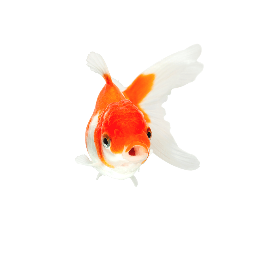 Orange and white goldfish with mouth open swimming toward viewer